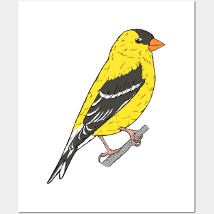 Spinus tristis - American Goldfinch Posters and Art